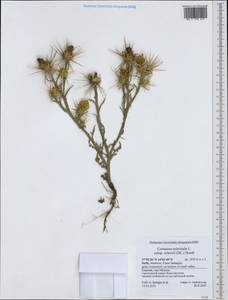 Centaurea solstitialis subsp. schouwii (DC.) Dostál, Западная Европа (EUR) (Италия)