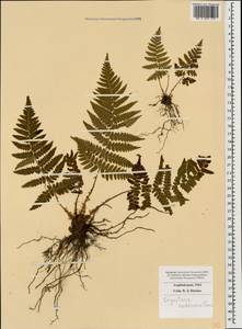 Dryopteris pallida subsp. raddeana (Fomin) Fraser-Jenk., Кавказ, Азербайджан (K6) (Азербайджан)