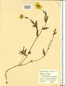 Златоцвет посевной, Хризантема посевная (L.) Fourr., Восточная Европа, Центральный район (E4) (Россия)