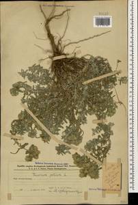 Дубровник белый, Дубровник беловойлочный L., Кавказ, Азербайджан (K6) (Азербайджан)