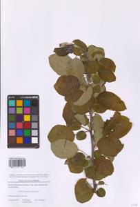 Яблоня домашняя (Suckow) Borkh., Восточная Европа, Московская область и Москва (E4a) (Россия)