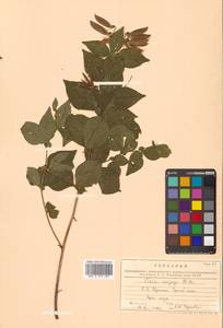 Горошек однопарный A.Braun, Сибирь, Дальний Восток (S6) (Россия)