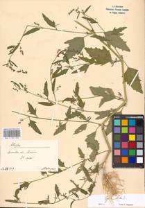 Лебеда раскидистая L., Восточная Европа, Московская область и Москва (E4a) (Россия)