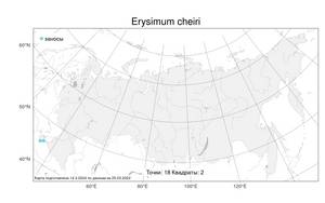 Erysimum cheiri, Erysimum × cheiri (L.) Crantz, Атлас флоры России (FLORUS) (Россия)