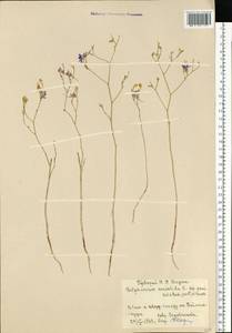 Delphinium consolida subsp. consolida, Восточная Европа, Нижневолжский район (E9) (Россия)