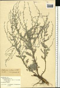 Полынь поникающая Willd., Восточная Европа, Центральный лесостепной район (E6) (Россия)