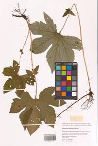 Filipendula digitata (Willd.) Bergmans, Сибирь, Дальний Восток (S6) (Россия)