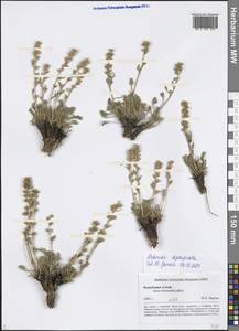 Artemisia pycnorrhiza Ledeb., Сибирь, Алтай и Саяны (S2) (Россия)