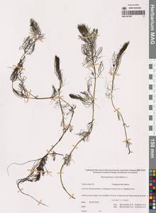 Уруть мутовчатая L., Сибирь, Чукотка и Камчатка (S7) (Россия)