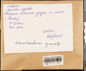 Flexitrichum gracile (Mitt.) Ignatov & Fedosov, Гербарий мохообразных, Мхи - Северный Кавказ и Предкавказье (B12) (Россия)