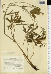 Ranunculus polyanthemos subsp. meyerianus (Rupr.) Elenevsky & Derv.-Sokol., Восточная Европа, Молдавия (E13a) (Молдавия)
