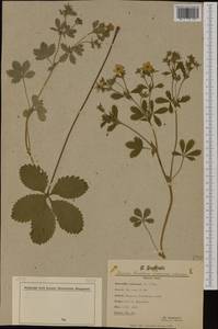 Potentilla chrysantha subsp. amphibola (Schur) Soják, Западная Европа (EUR) (Сербия)
