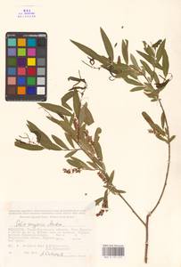 Ива джунгарская Andersson, Средняя Азия и Казахстан, Муюнкумы, Прибалхашье и Бетпак-Дала (M9) (Казахстан)