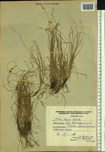 Осока приземистая Willd. ex Wahlenb., Сибирь, Алтай и Саяны (S2) (Россия)