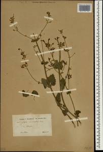 Nepeta macrosiphon Boiss., Зарубежная Азия (ASIA) (Иран)