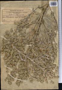 Шалфей эфиопский L., Средняя Азия и Казахстан, Западный Тянь-Шань и Каратау (M3) (Казахстан)