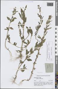 Марь белая L., Сибирь, Алтай и Саяны (S2) (Россия)