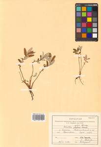 Argentina anserina subsp. egedii (Wormsk.) Á. Löve & Ritchie, Сибирь, Дальний Восток (S6) (Россия)