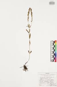 Вероника австрийская L., Восточная Европа, Центральный район (E4) (Россия)