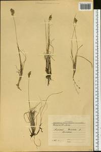 Anthoxanthum monticola (Bigelow) Veldkamp, Сибирь, Алтай и Саяны (S2) (Россия)