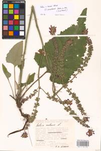 MHA 0 156 220, Salvia nutans × stepposa, Восточная Европа, Центральный лесостепной район (E6) (Россия)
