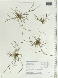 Sporobolus alopecuroides (Piller & Mitterp.) P.M.Peterson, Восточная Европа, Центральный район (E4) (Россия)