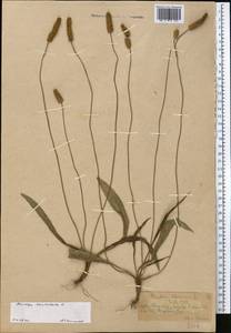 Подорожник ланцетный, Подорожник ланцетолистный L., Средняя Азия и Казахстан, Западный Тянь-Шань и Каратау (M3) (Казахстан)