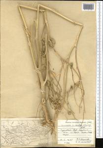 Isatis hirtocalyx Franch., Средняя Азия и Казахстан, Каракумы (M6) (Туркмения)