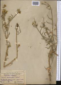 Кузиния ложномягкая C. Winkl., Средняя Азия и Казахстан, Западный Тянь-Шань и Каратау (M3) (Казахстан)