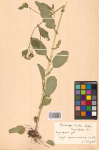 Сурепка прямая, Сурепка сжатая Andrz., Восточная Европа, Центральный лесостепной район (E6) (Россия)