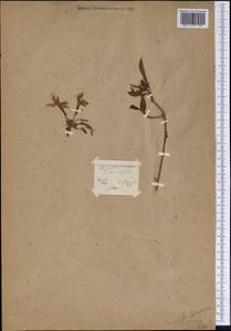 Rhododendron periclymenoides (Michx.) Shinners, Америка (AMER) (Неизвестно)