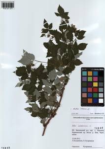 Малина обыкновенная L., Сибирь, Алтай и Саяны (S2) (Россия)