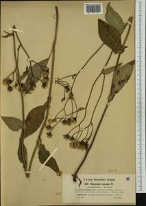 Hieracium jurassicum subsp. adenocalathium (Zahn) Greuter, Западная Европа (EUR) (Франция)