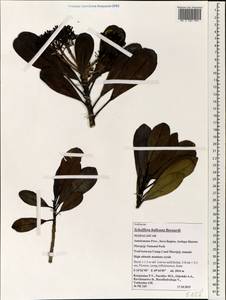 Neocussonia halleana (Bernardi) Lowry, G. M. Plunkett, Gostel & Frodin, Африка (AFR) (Мадагаскар)