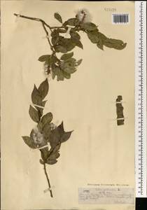 Ива ложнопятитычинковая (Flod.) Flod., Монголия (MONG) (Монголия)