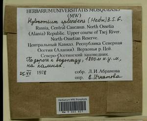 Hylocomium splendens (Hedw.) Schimp., Гербарий мохообразных, Мхи - Северный Кавказ и Предкавказье (B12) (Россия)
