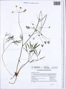 Laserpitium peucedanoides L., Западная Европа (EUR) (Италия)