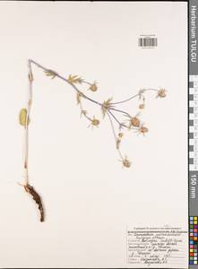 Синеголовник плосколистный L., Восточная Европа, Центральный район (E4) (Россия)