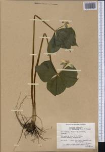 Trillium cernuum L., Америка (AMER) (Канада)