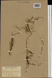 Лютик многолистный Waldst. & Kit. ex Willd., Восточная Европа, Ростовская область (E12a) (Россия)