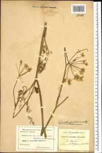 Морковница восточная (L.) Drude, Кавказ (без точных местонахождений) (K0)