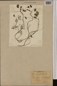 Лютик волосолистный, Шелковник волосолистный Chaix, Западная Европа (EUR) (Германия)