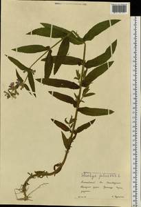 Чистец болотный L., Сибирь, Алтай и Саяны (S2) (Россия)