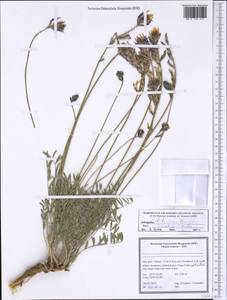 Astragalus lilacinus Boiss., Зарубежная Азия (ASIA) (Иран)