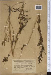 Сведа высочайшая, Сведа высокая (L.) Pall., Средняя Азия и Казахстан, Муюнкумы, Прибалхашье и Бетпак-Дала (M9) (Казахстан)