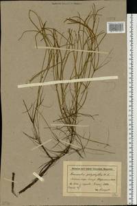 Лютик многолистный Waldst. & Kit. ex Willd., Восточная Европа, Нижневолжский район (E9) (Россия)