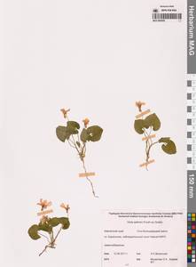 Фиалка Селькирка Pursh ex Goldie, Сибирь, Чукотка и Камчатка (S7) (Россия)