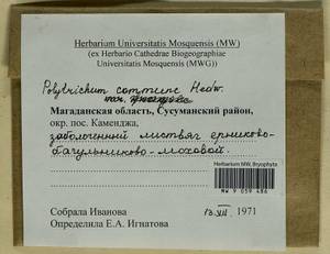Polytrichum commune Hedw., Гербарий мохообразных, Мхи - Чукотка и Камчатка (B21) (Россия)
