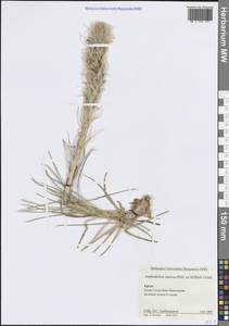 Асфоделина крымская (Pall. ex M.Bieb.) Endl., Крым (KRYM) (Россия)