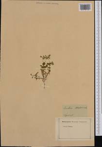 Cerastium latifolium L., Западная Европа (EUR) (Молдавия)